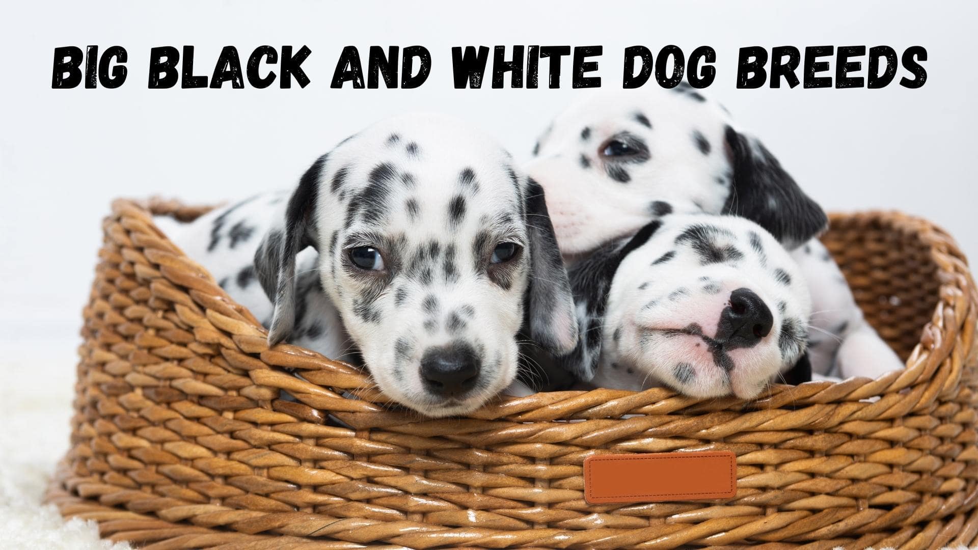 big black and white dogs