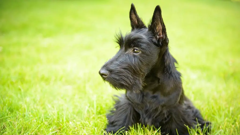 black Scottish Terrier