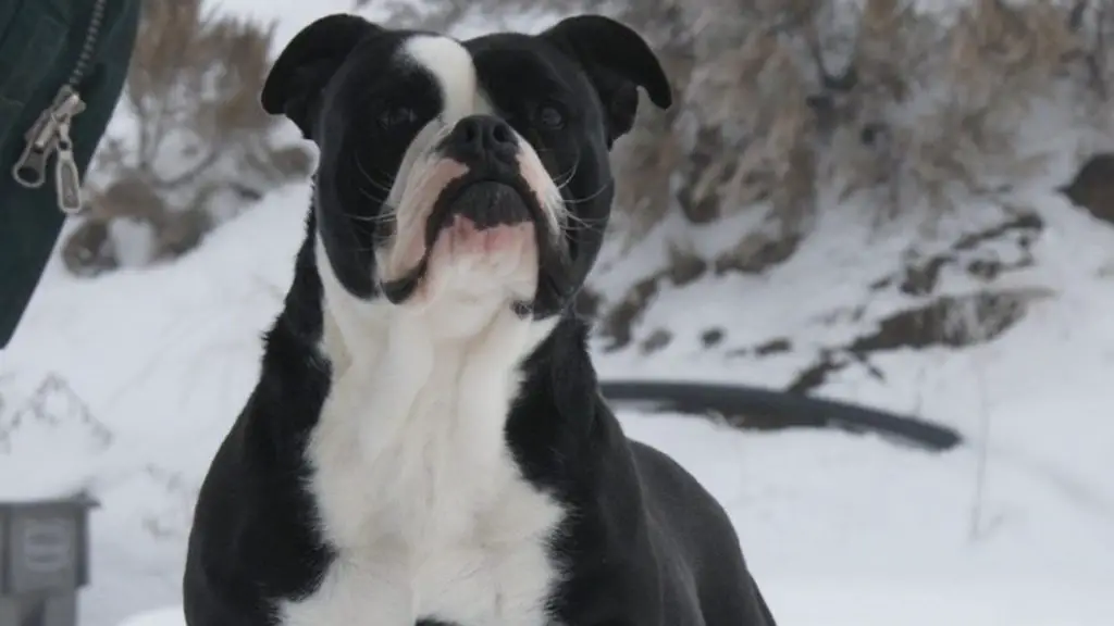 black and white english bulldog