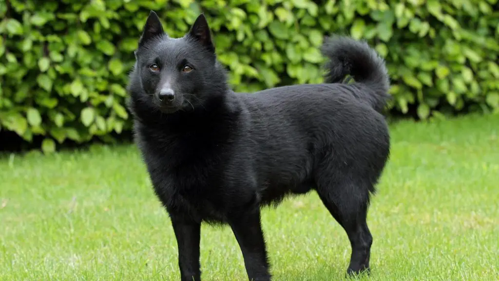 black dogs with pointy ears (3)