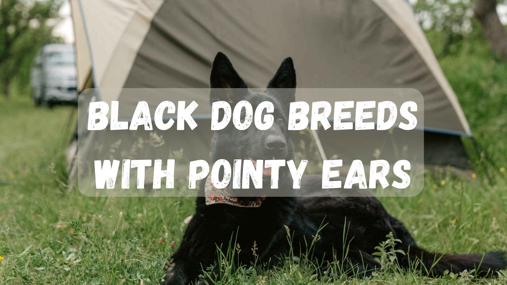 black dogs with pointy ears