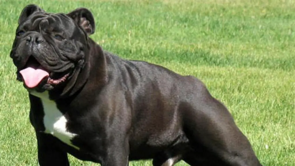 black english bulldog