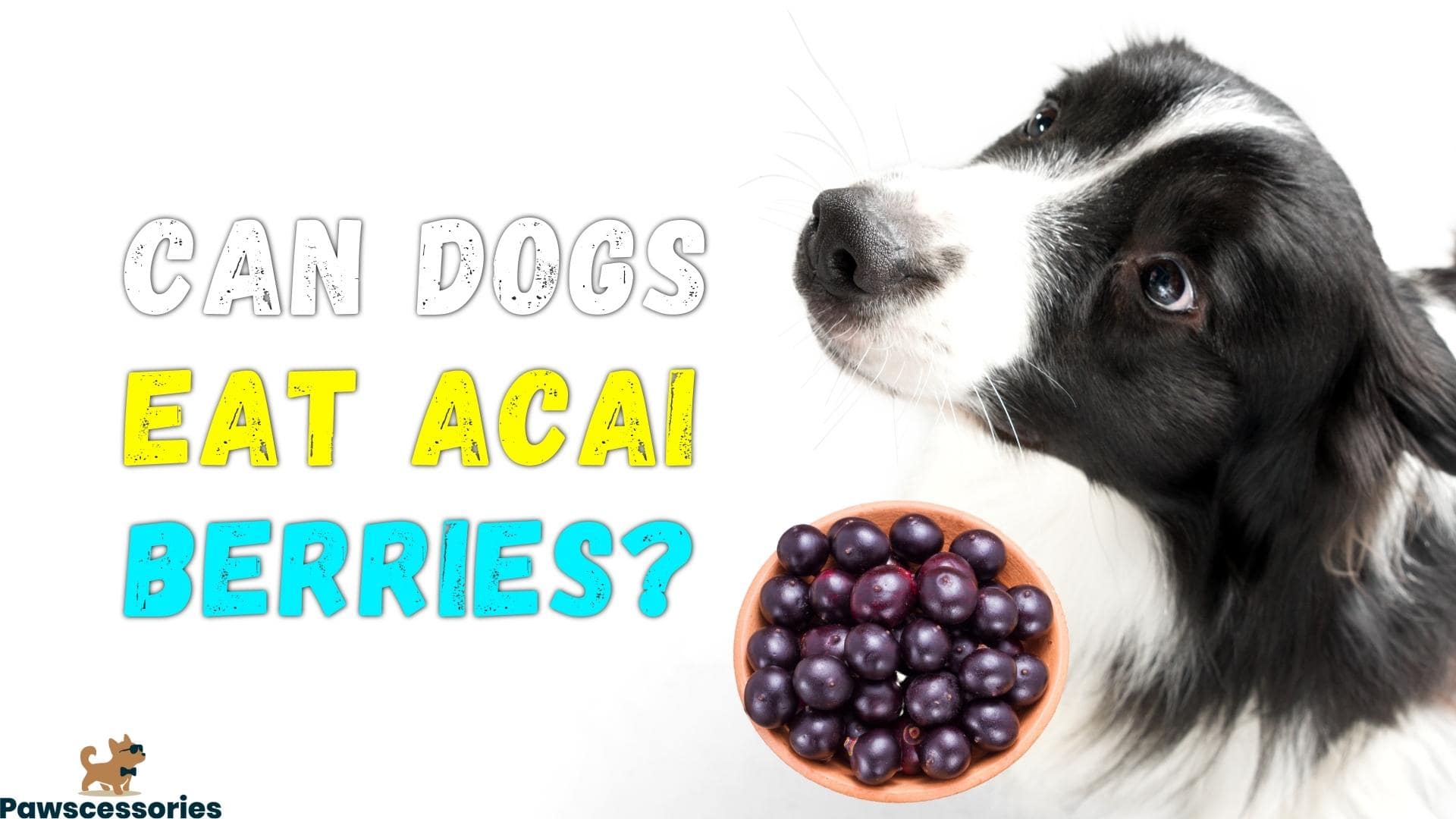 can dogs eat Acai Berries