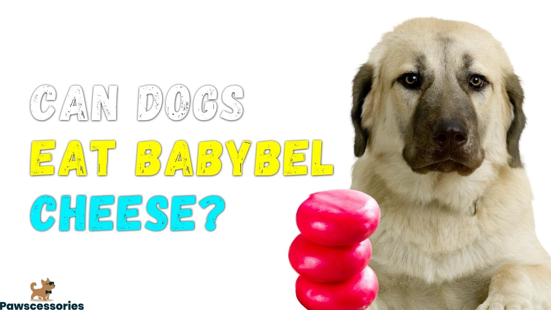can dogs eat babybel cheese