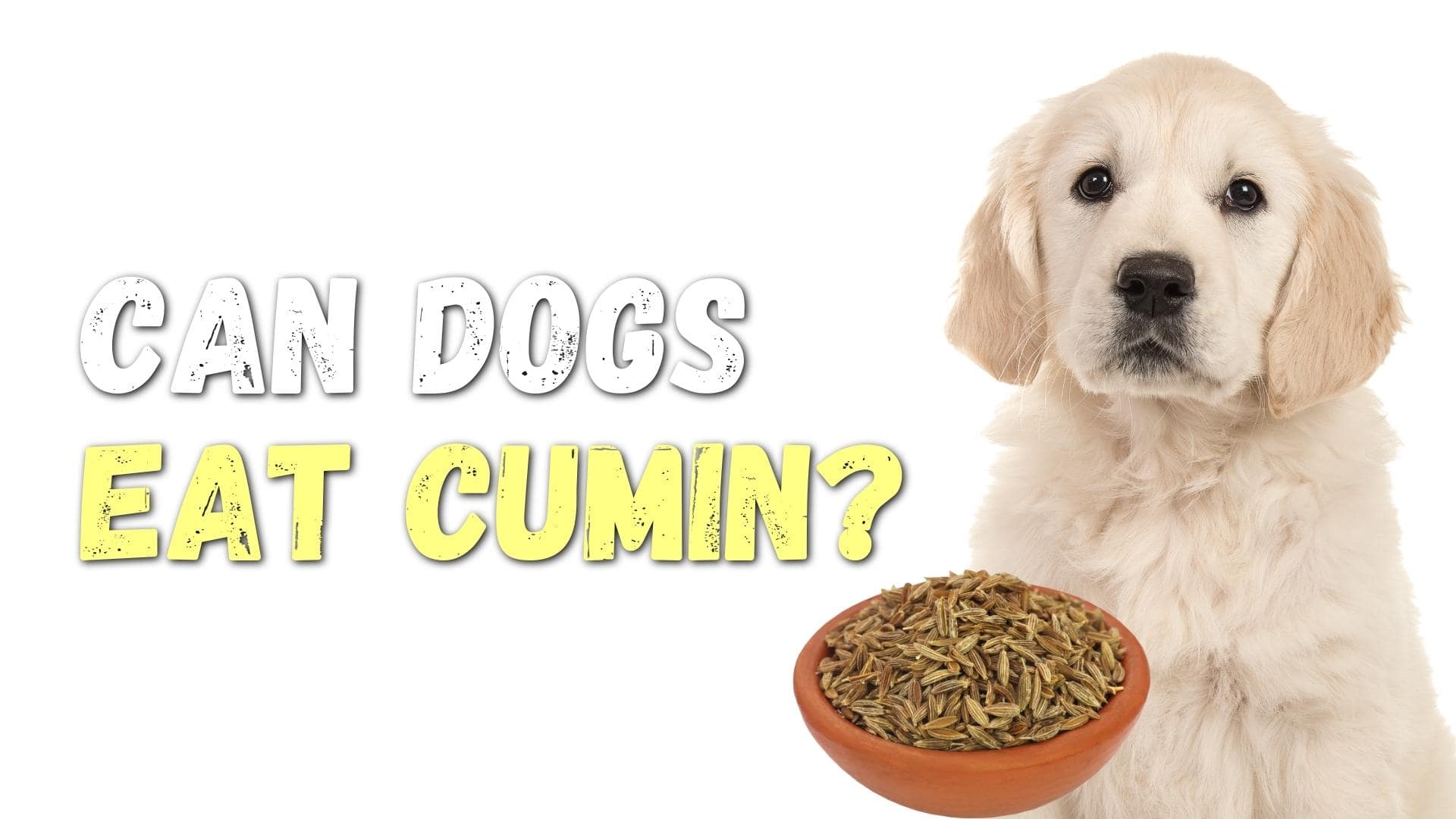 can dogs eat cumin
