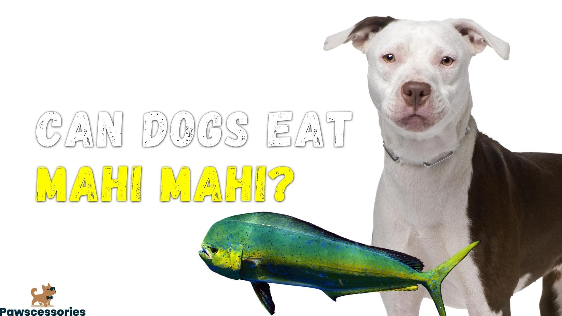 can dogs eat mahi mahi