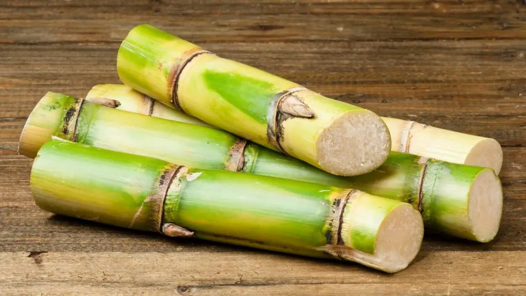 can dogs eat raw sugar cane