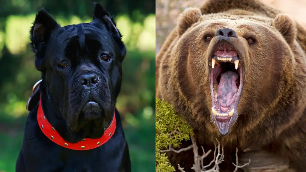 cane corso bite force vs. other animals