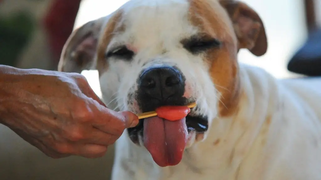 dog eating stick of sherbet