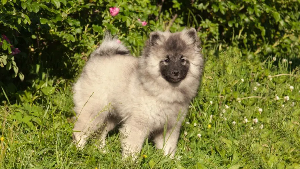 dog with black face Keeshond