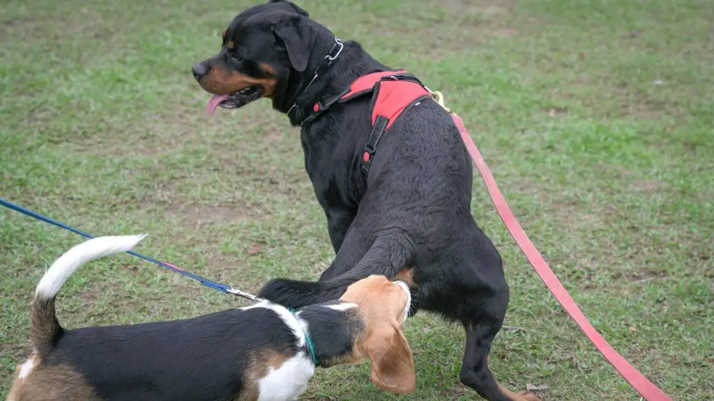dogs licking other dogs privates