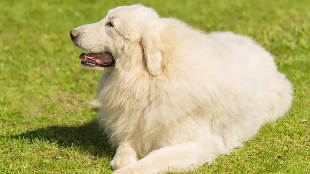 big white dog great pyrenees