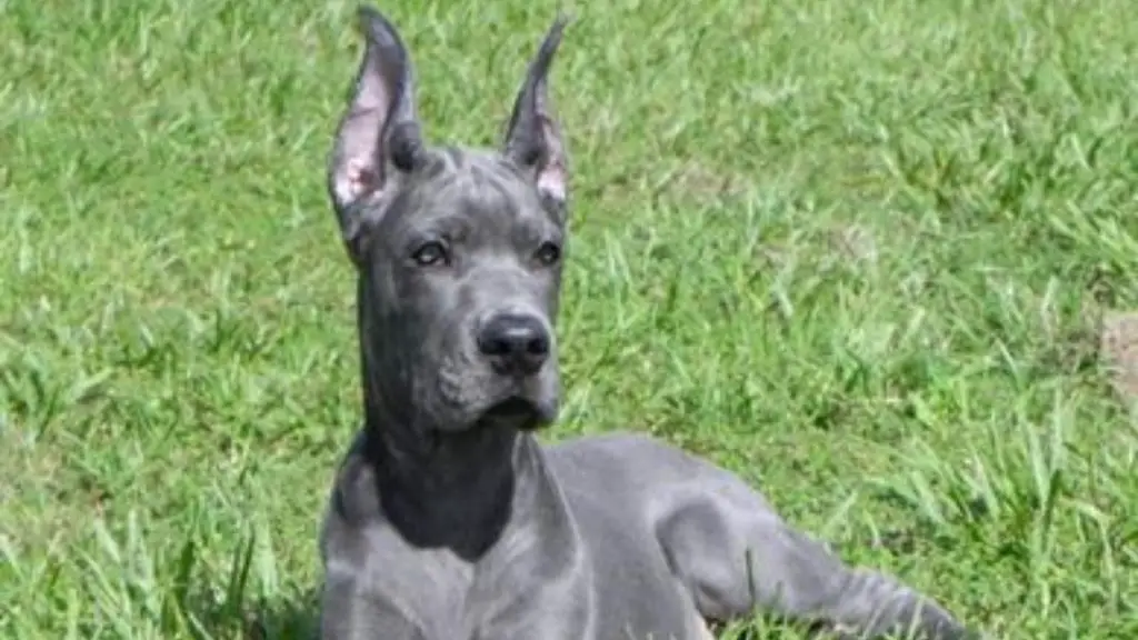 grey doberdane puppy
