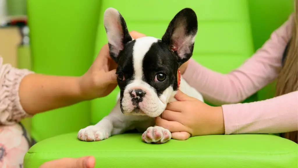 pied french bulldog coat color