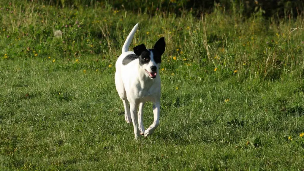 small black and white Rat Terrier