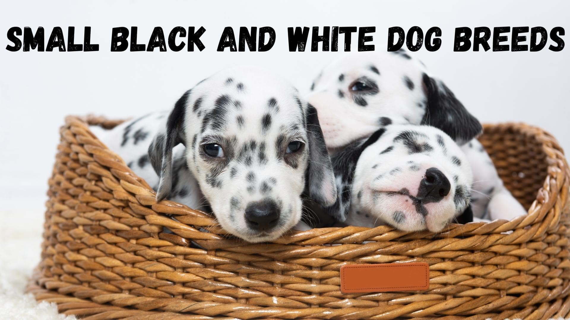 small black and white dogs