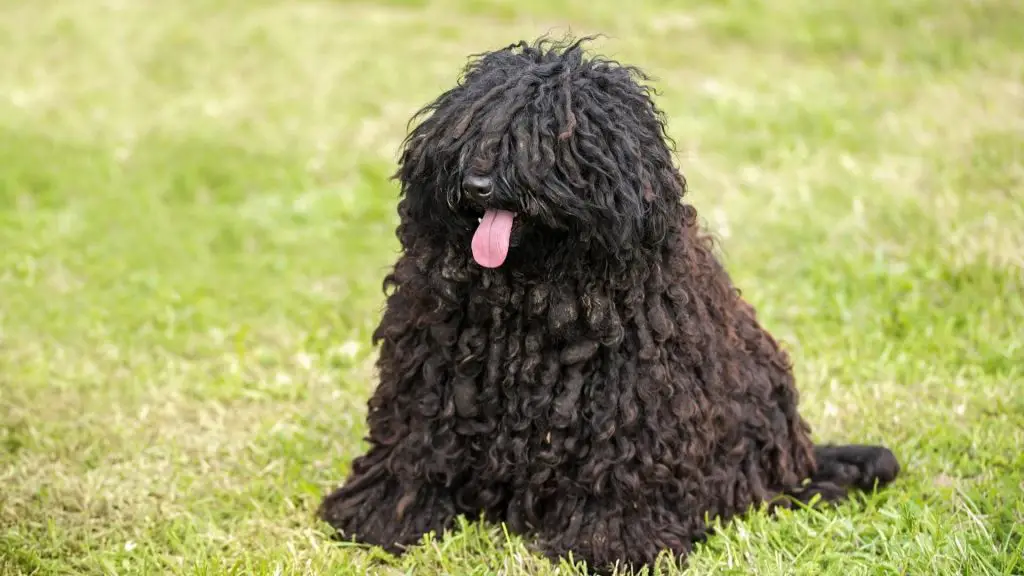 small fluffy black Puli Dog