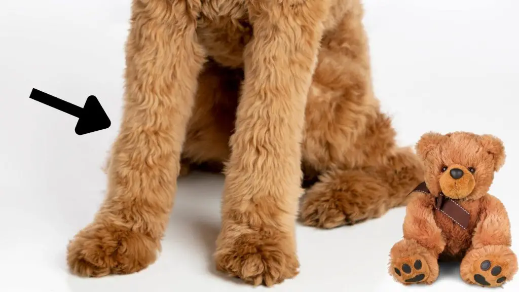 teddy bear haircut legs for goldendoodle