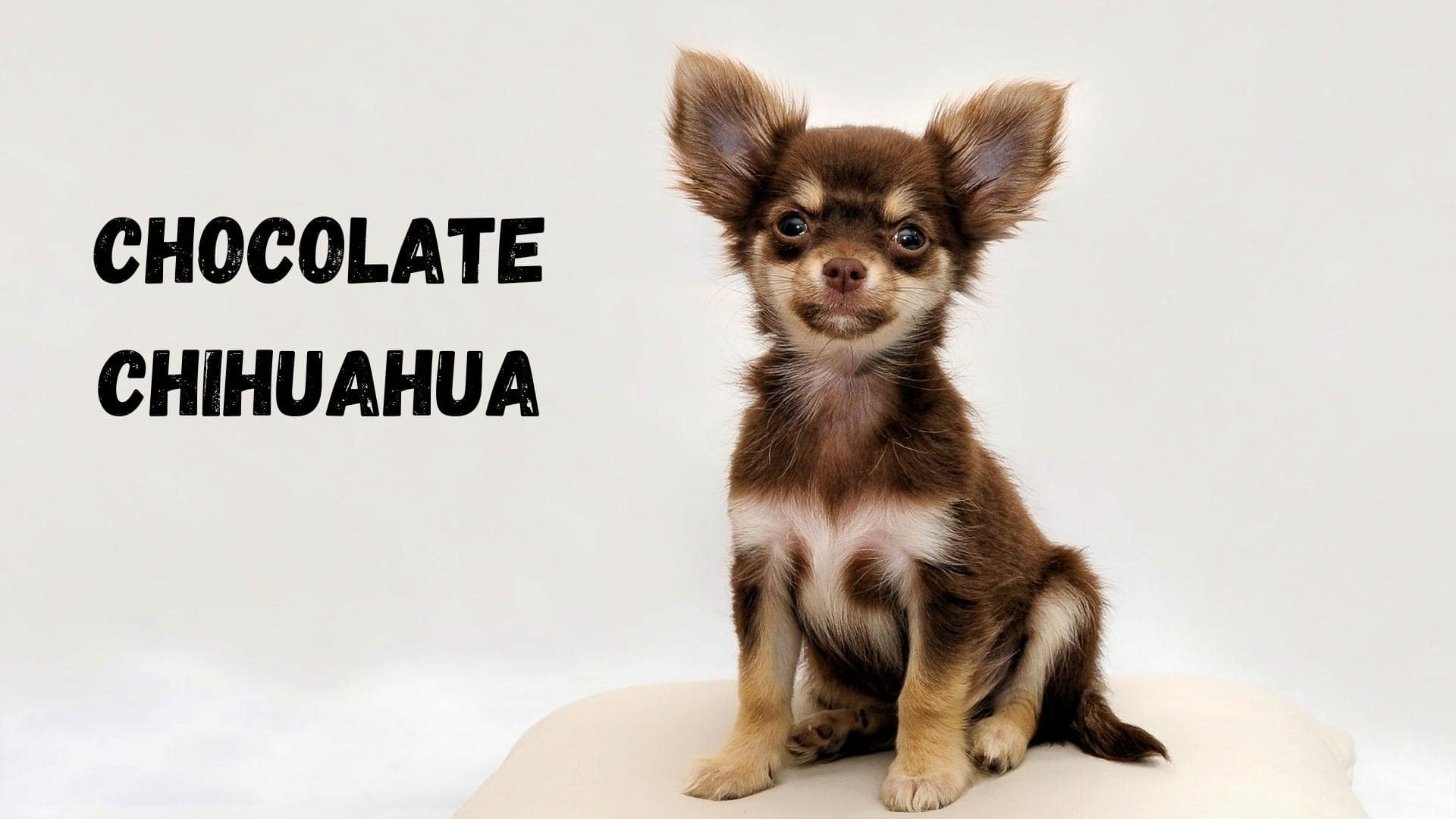 Chocolate Chihuahua