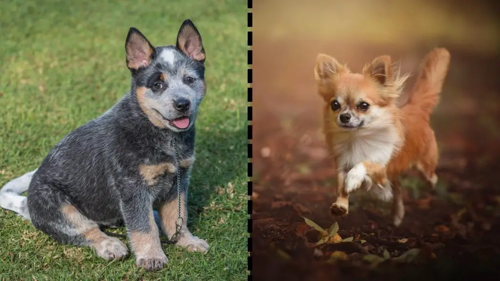 aussie cattle dog and chihuahua