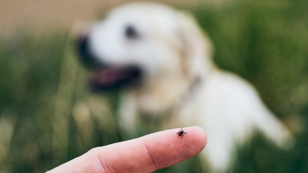 showing a tick