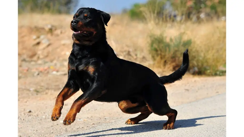 rottweiler lunging