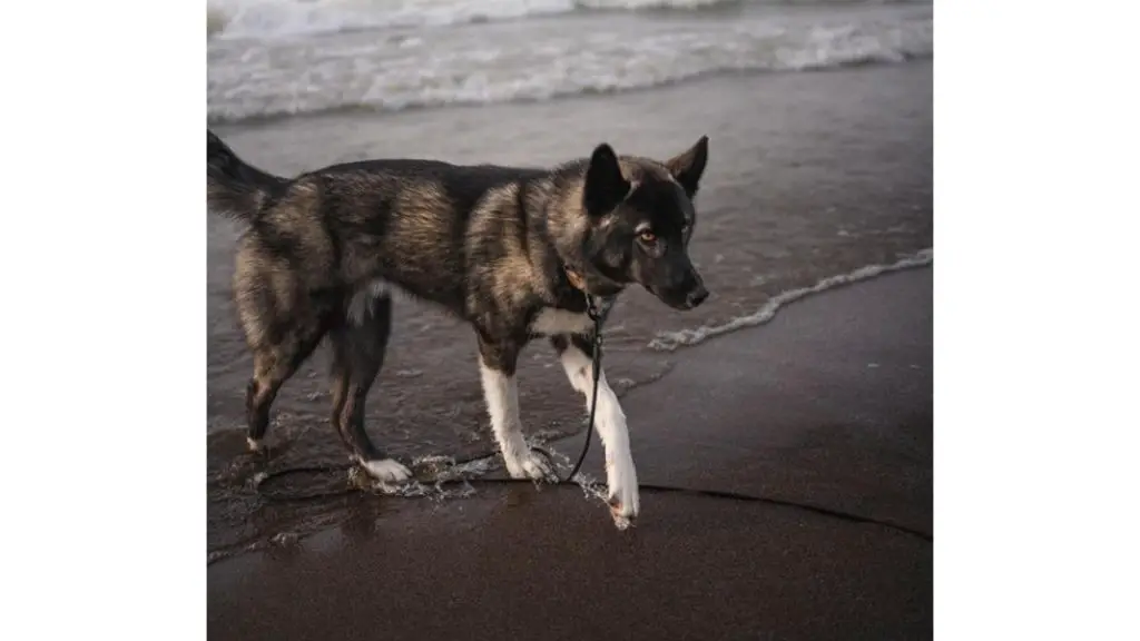 Agouti Husky on beach