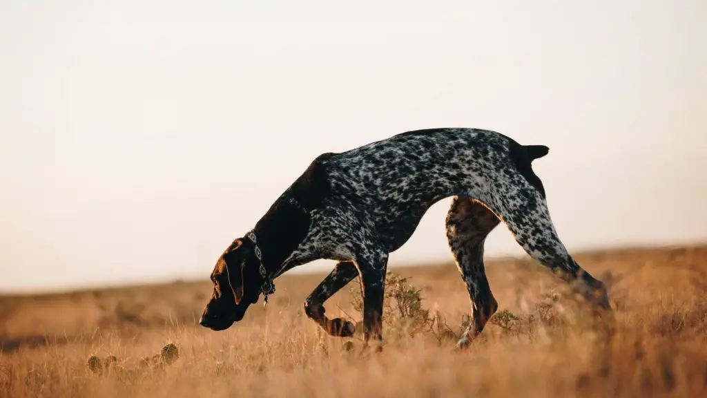 Black German Shorthaired Pointer searching