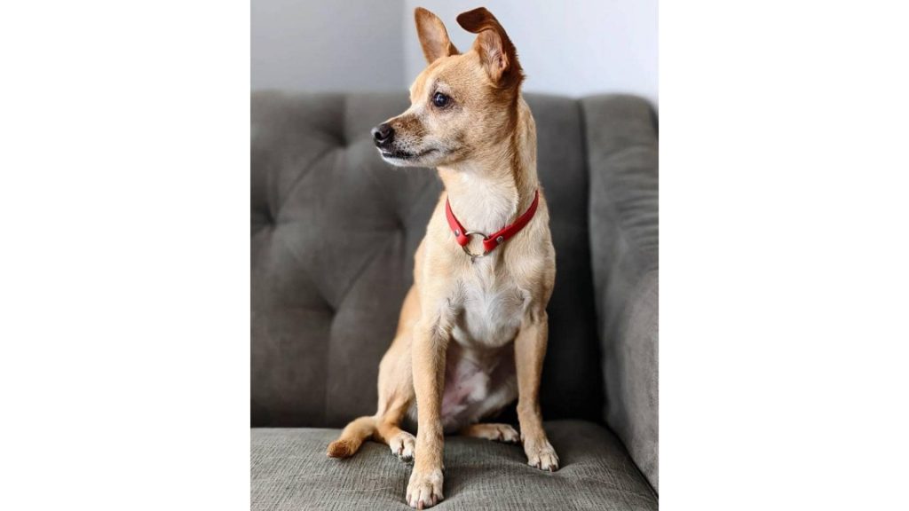 cattle dog chihuahua mix on couch