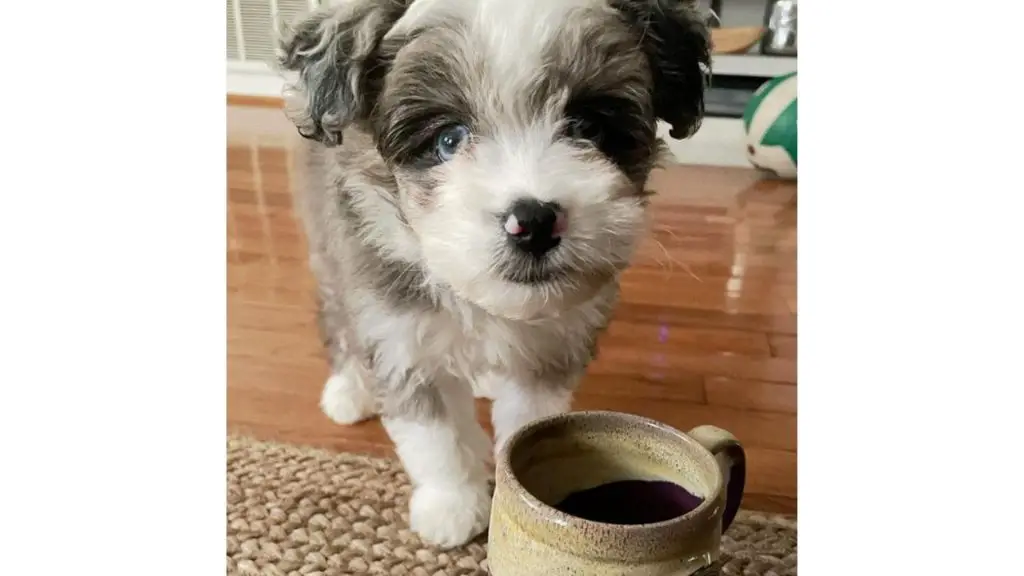 puppy cup