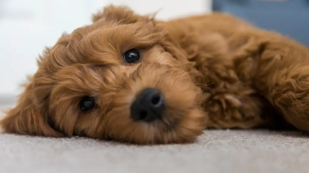 Apricot Goldendoodle puppy lying down