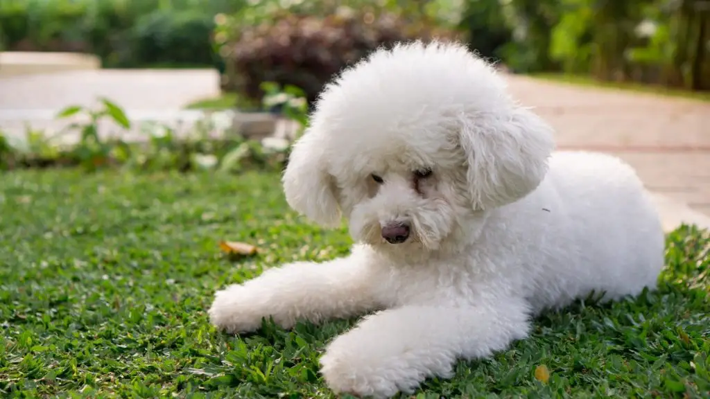 White Toy Poodle puppy outside