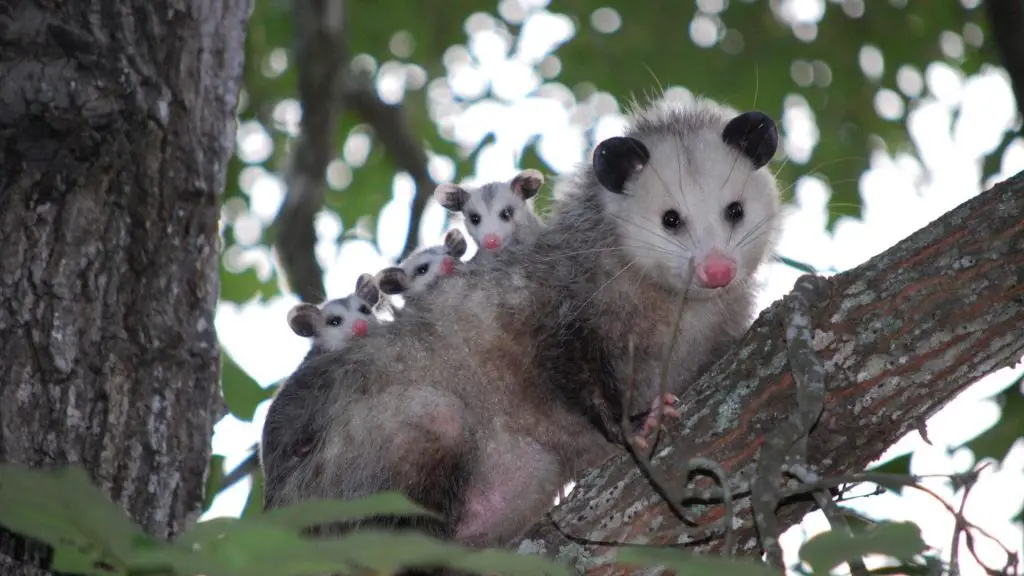 possum in tree