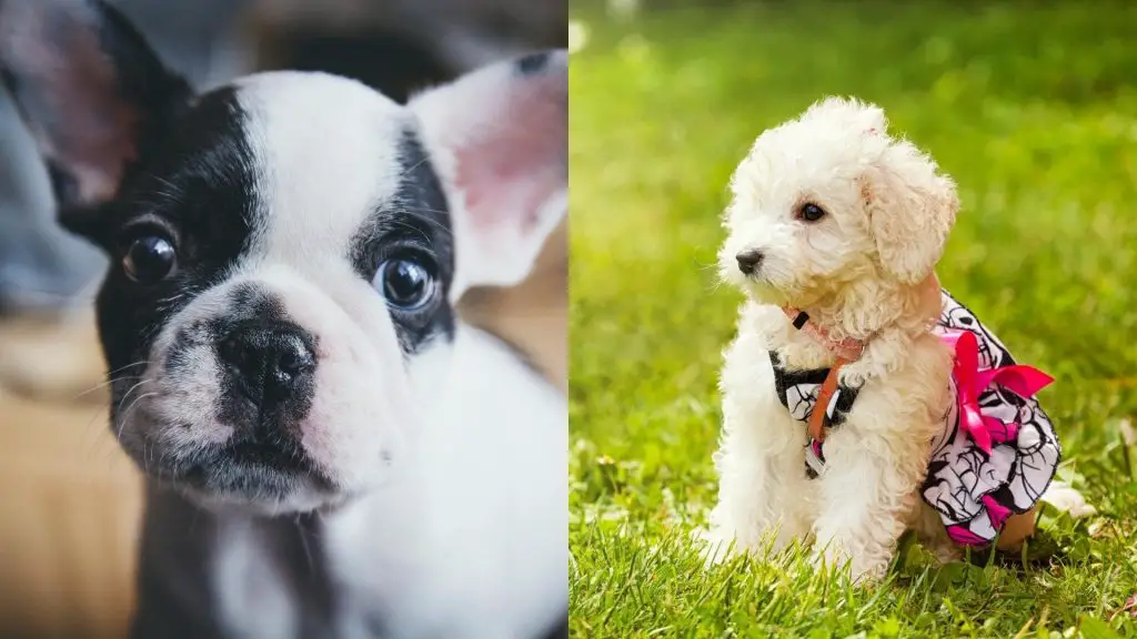 French Bulldog Poodle Mix puppies