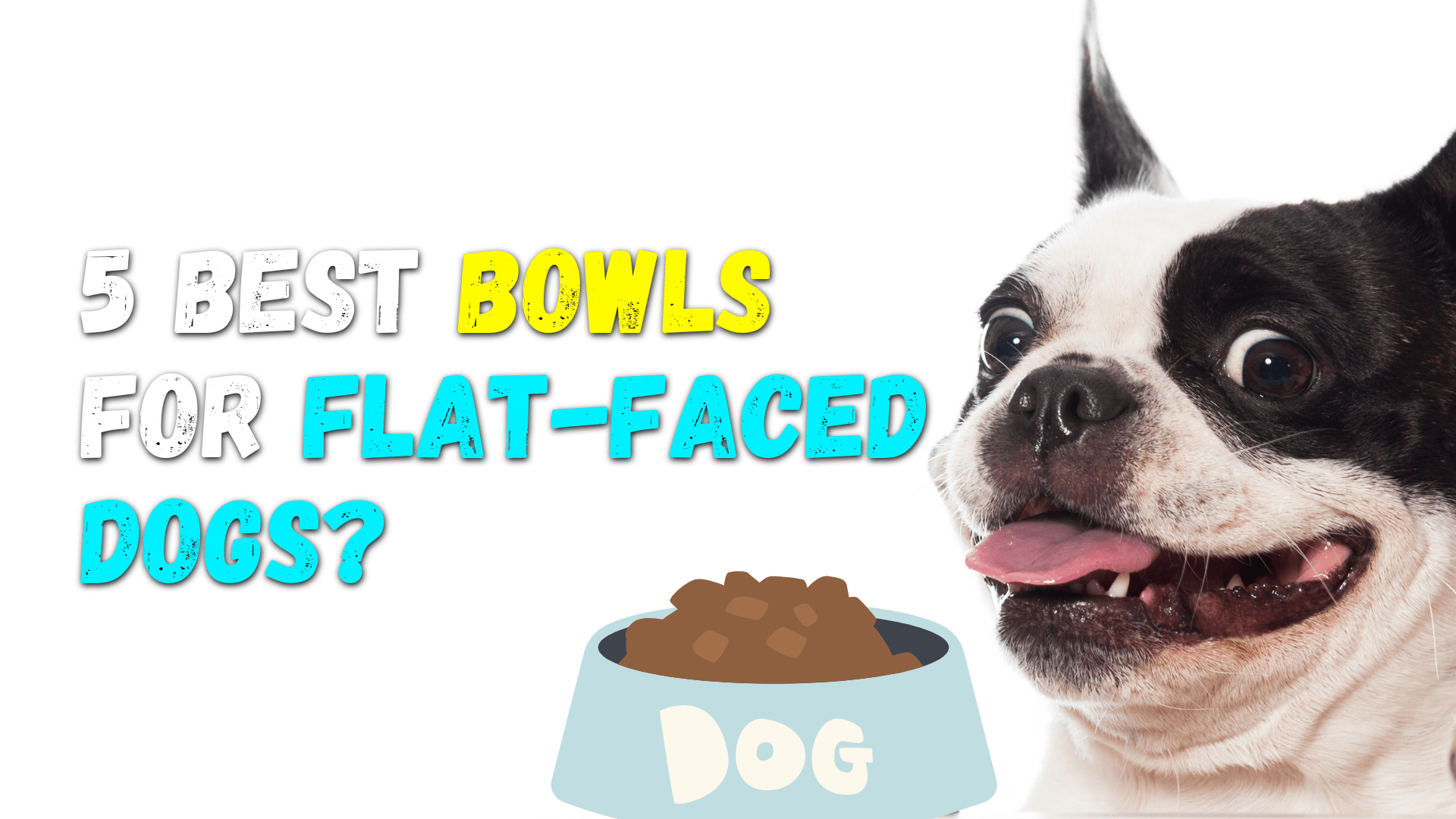 5 Best Dog Bowls For Flat-Faced Dogs