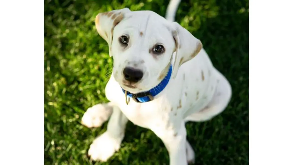 lemon dalmatian puppy