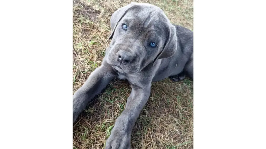 blue cane corso puppy