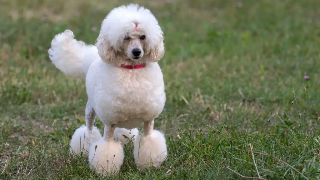 White Toy Poodle outside