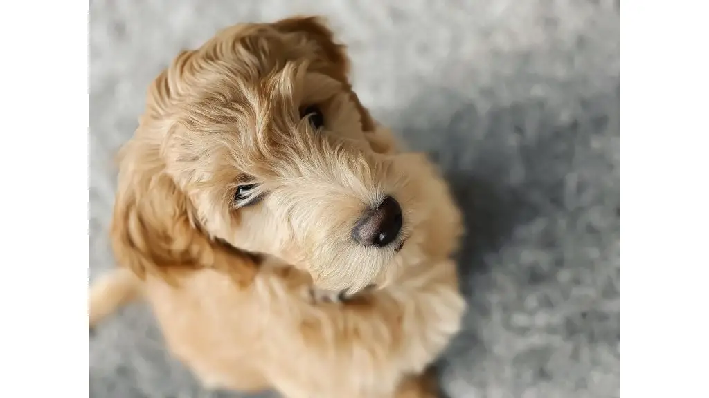 Apricot Goldendoodle puppy