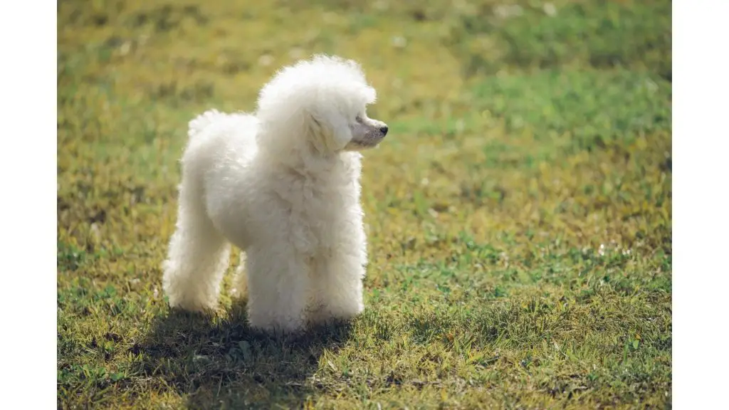 White Toy Poodle puppy