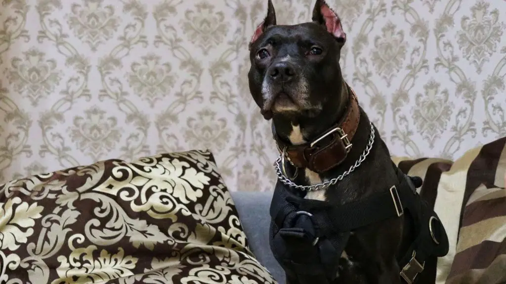 Black Pitbull on couch