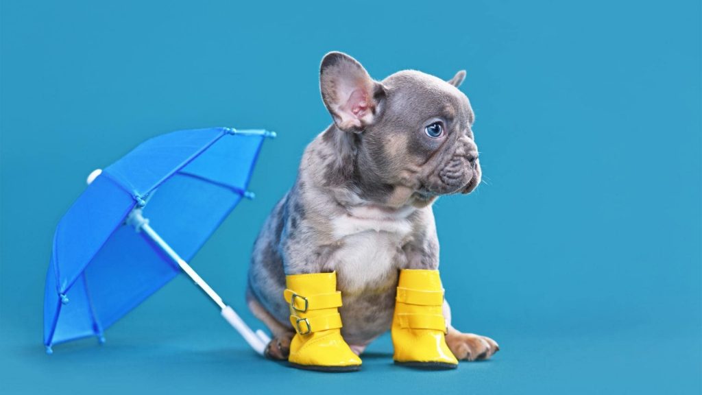 blue merle frenchie in boots