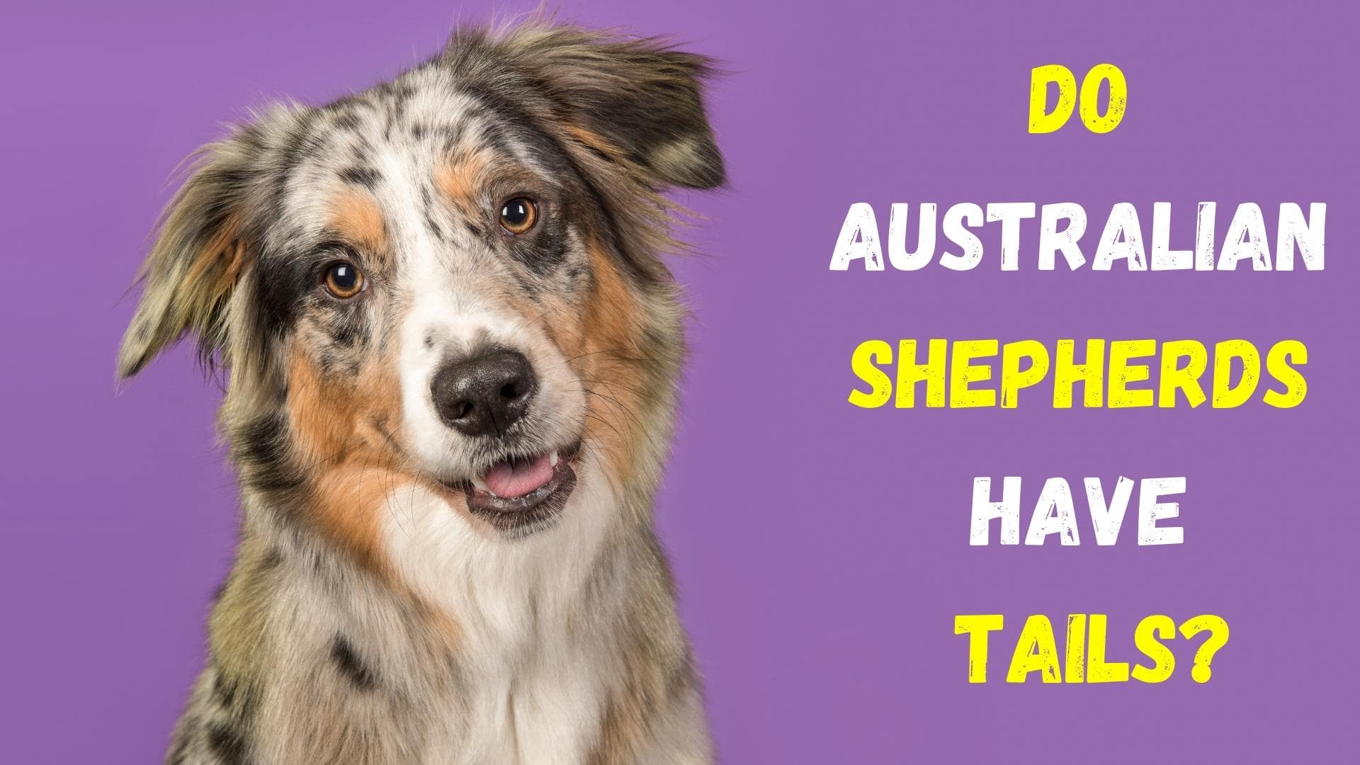 Australian Shepherd Tail