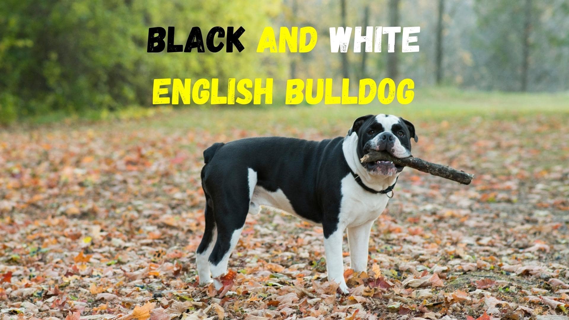 Black And White Bulldog