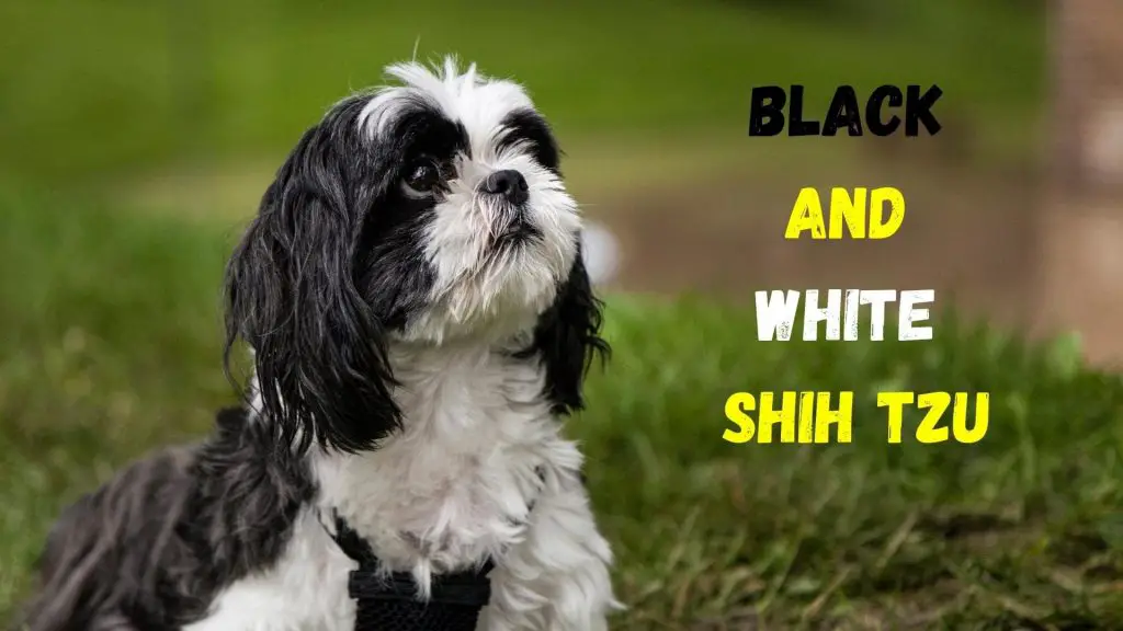 Black And White Shih Tzu