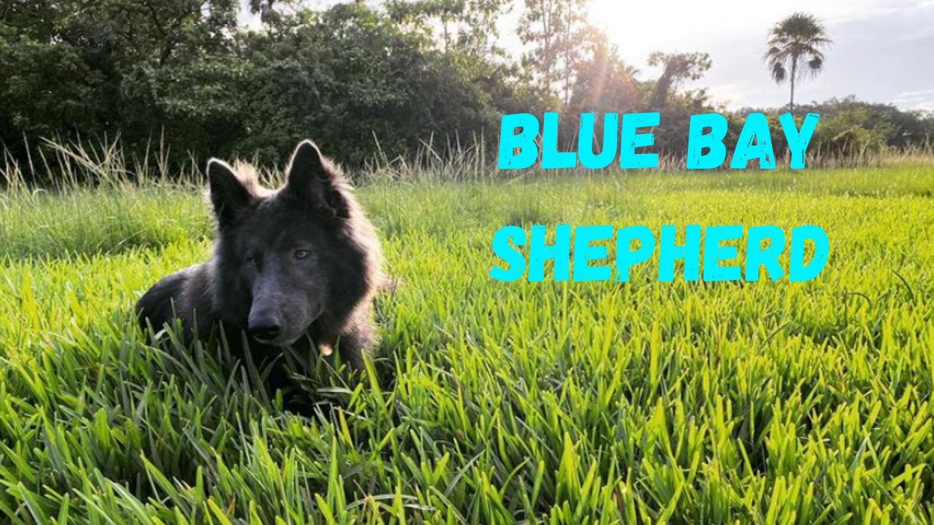 Blue Bay Shepherd