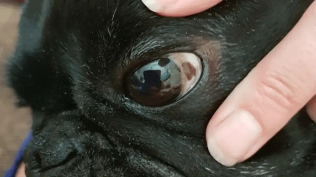 Brown Pigment In White Of Dog’s Eye