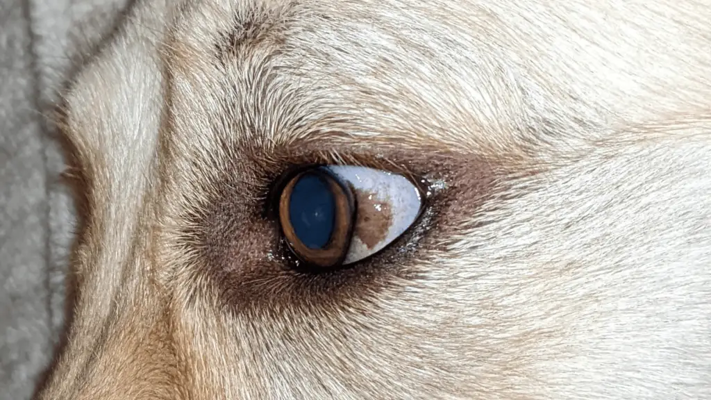 brown dot in dogs eye