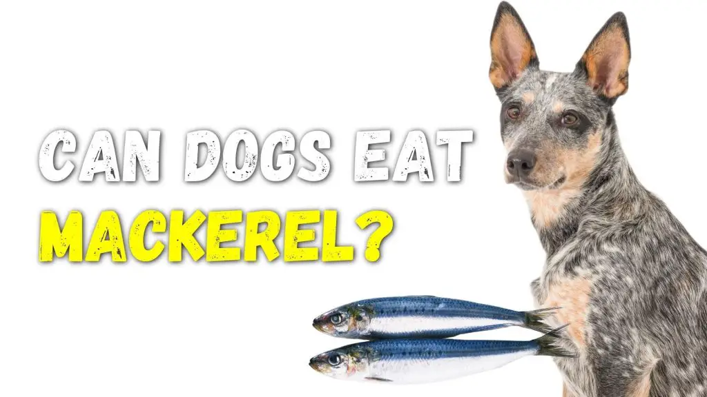 Can Dogs Eat Mackerel