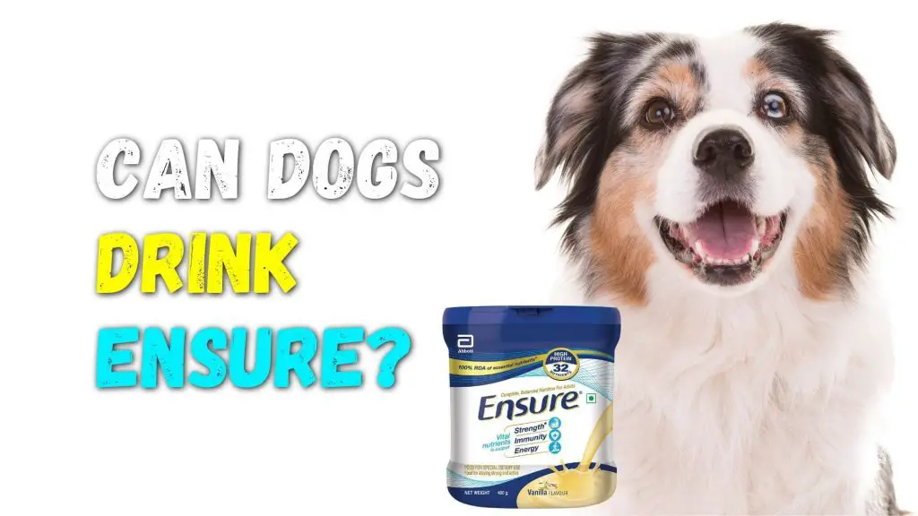 Can Dogs drink ensure